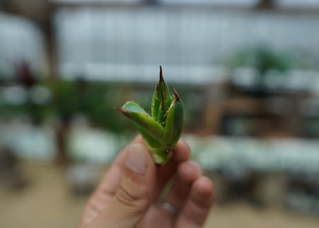 アガベ　チタノタ　黄覆輪　Agave titanota variegata