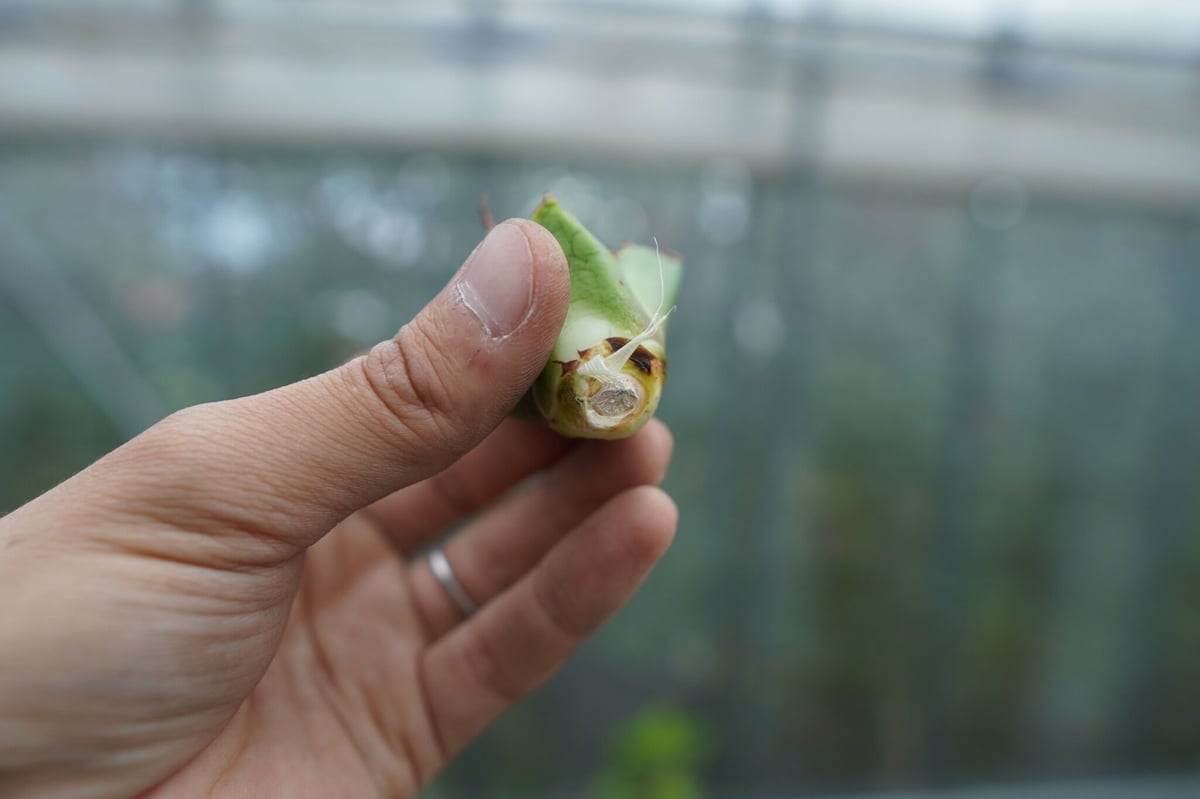 抜き苗】アガベ チタノタ 白鯨 fromイラン Agave titanota White 抜き苗】アガベ チタノタ 白鯨 fromイラン Agave titanota White