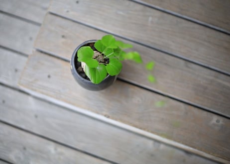 亀甲竜　Dioscorea elephantipes