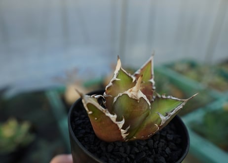 アガベ　チタノタ　レッドキャットウィーズル　Agave titanota Red catweezle