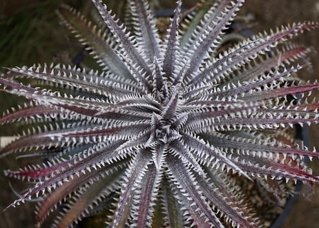 Dyckia HH x (MLxBS)
