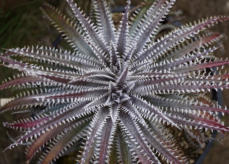 Dyckia HH x (MLxBS) | mana's farm:塊根植物・アガベ・ドライガ