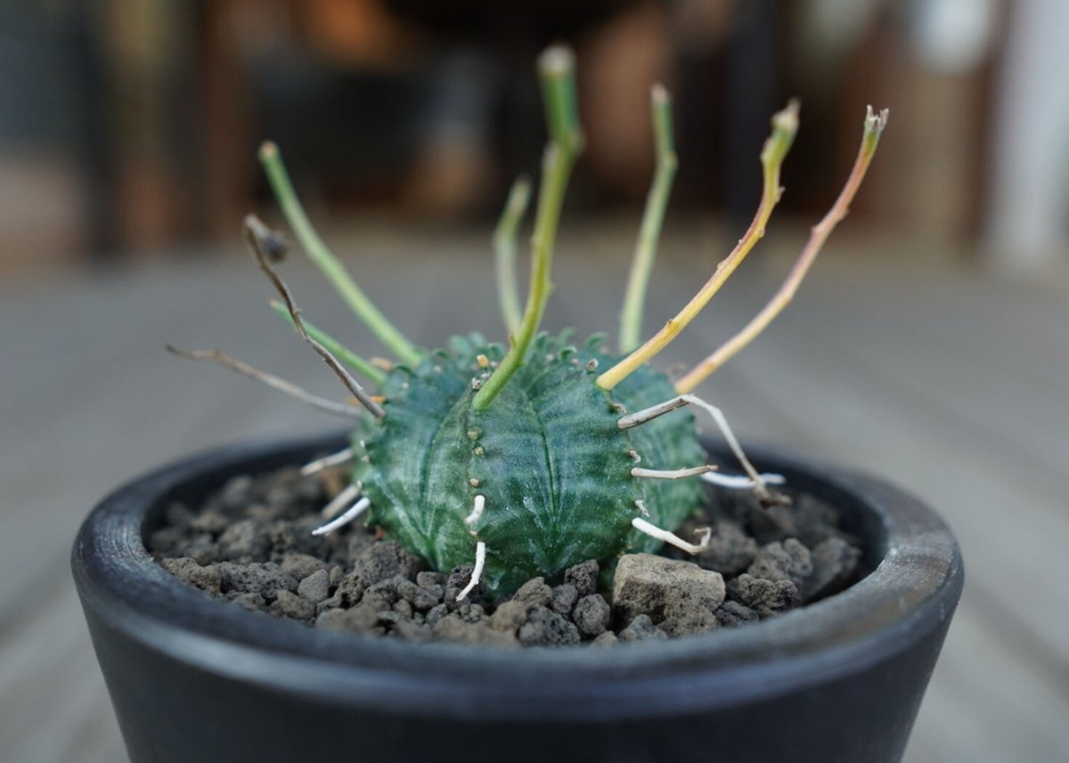 ユーフォルビア バリダ Euphorbia valida NO.2 | mana's farm