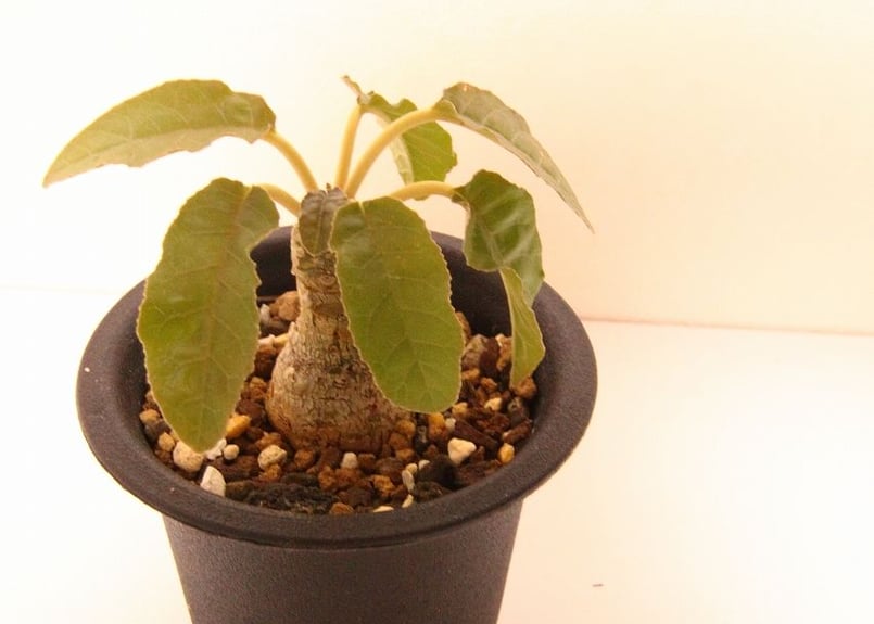 ドルステニア フォエチダ Dorstenia foetida | mana's farm:塊根