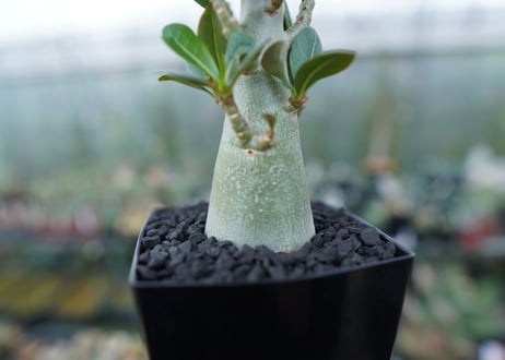 アデニウム　Adenium　No.1