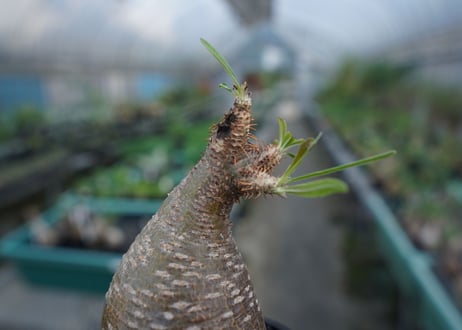 【発根管理中】パキポディウム　グラキリス　 Pachypodium Gracilius  No.5