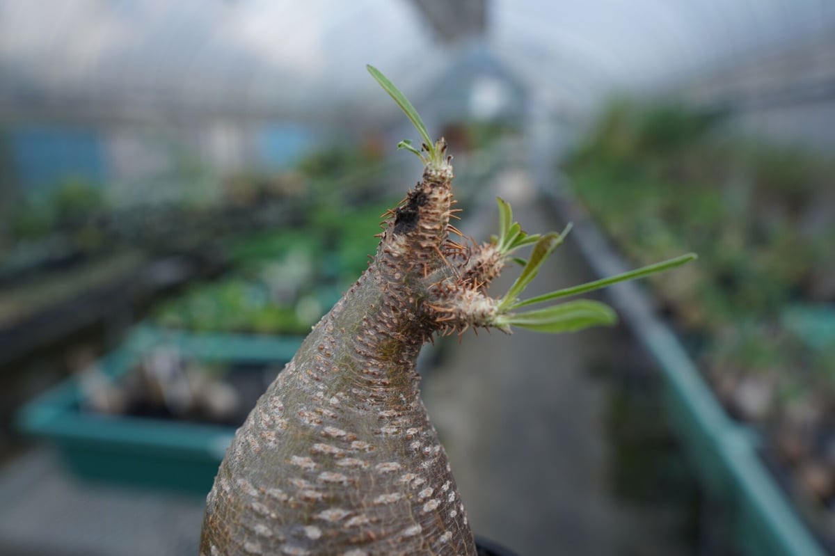 発根管理中】パキポディウム グラキリス Pachypodium Gracilius No