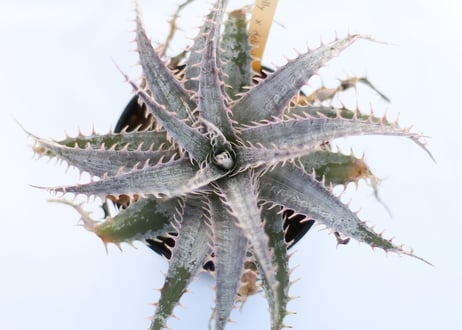 Dyckia  Kelly x delicata GF