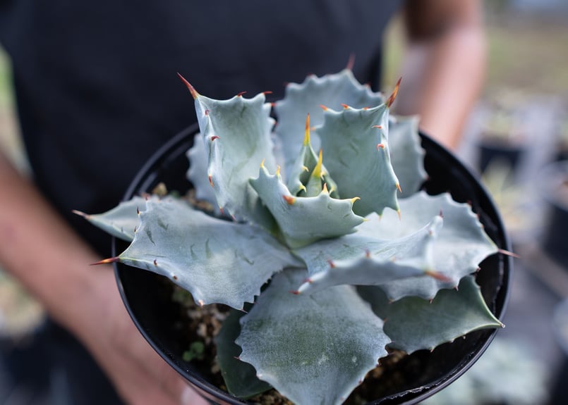 Agave Isthmensis | mana's farm:塊根植物・アガベ・ドライガーデン