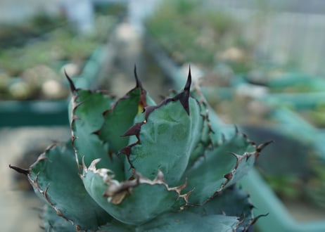 アガベ　チタノタ　 ブラックアンドブルー 　Agave titanota black and blue　No.6