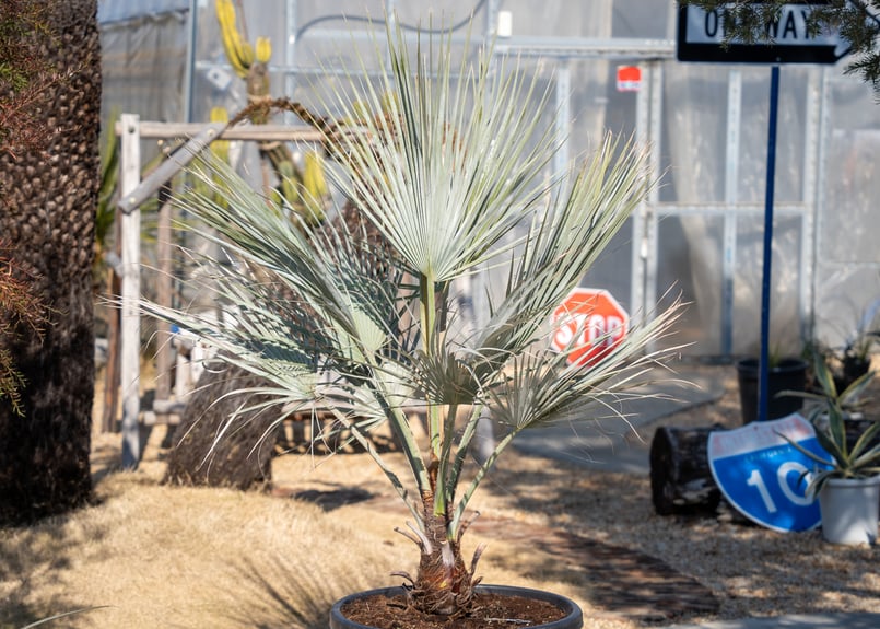 ブラヘア アルマータ | mana's farm:塊根植物・アガベ・ドライ