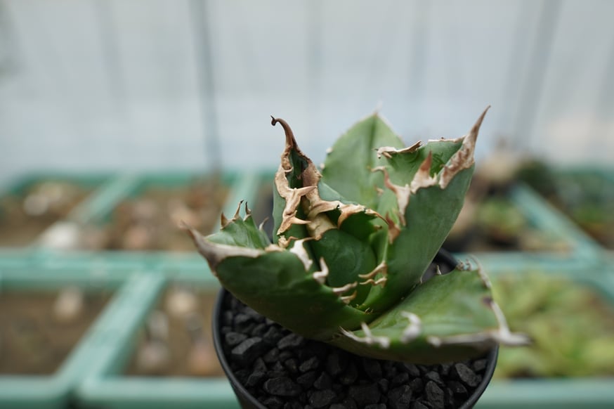 スタッフ大樹が本気で選ぶオススメ株5選！ | mana's farm:塊根植物