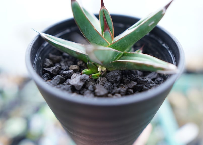 アガベ ニッケルシー Agave nickelsiae No.2 | mana's farm