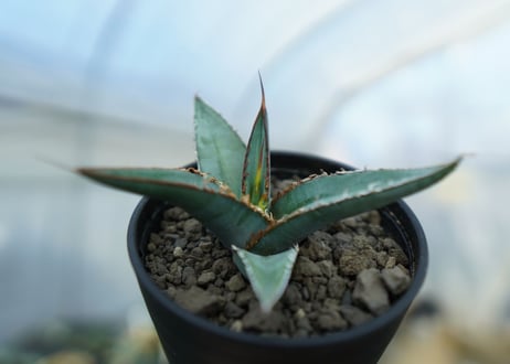 アガベ　オテロイ　agave oteroi　No.2