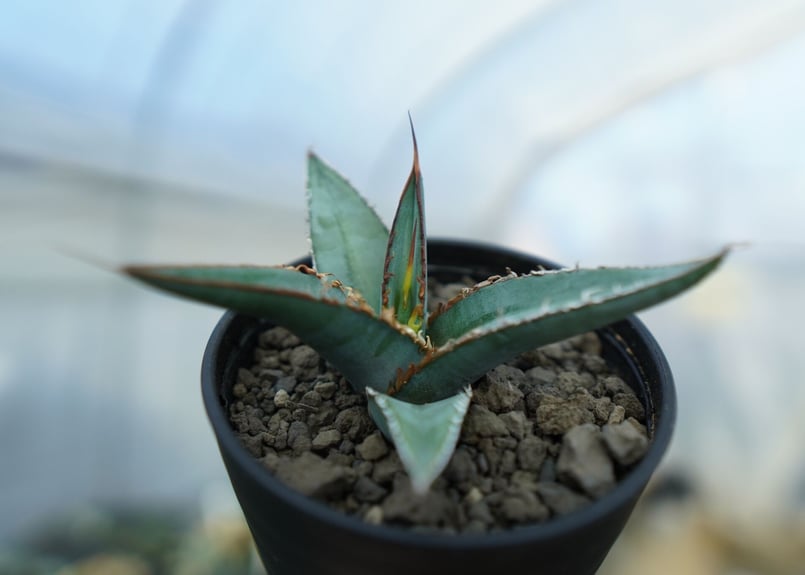 アガベ オテロイ agave oteroi No.2 | mana's farm:塊根植物・ア
