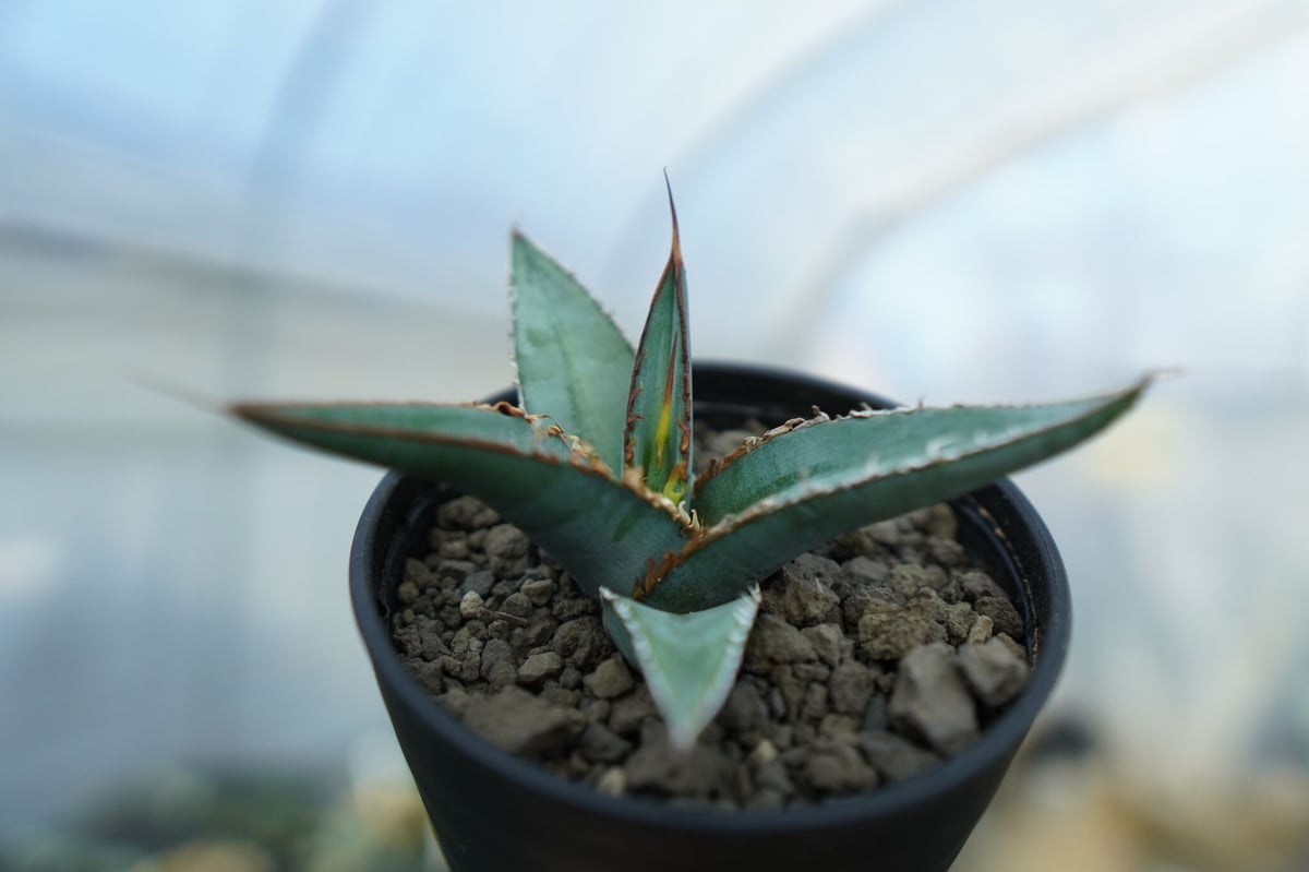 U2 アガベ オテロイ USノーネーム カリフォルニア産 子株 発根済 アガベ オテロイ agave oteroi No.2 | mana's farm:塊根植物・ア