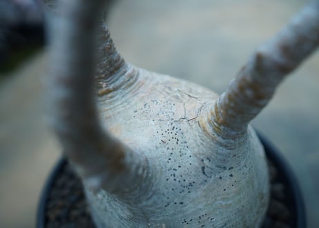 パキポディウム　グラキリス　 Pachypodium Gracilius  No.10