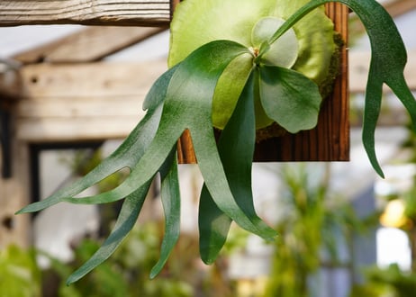 ビカクシダ  フーンシキ　P. Foongsii (TC)