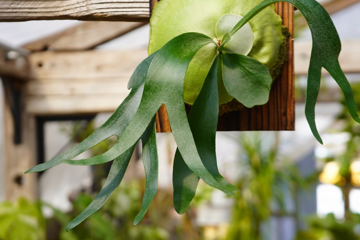 P.Foongsiqi TC フーンシキ ビカクシダ ビカクシダ フーンシキ P. Foongsii (TC) | mana's farm:塊根植