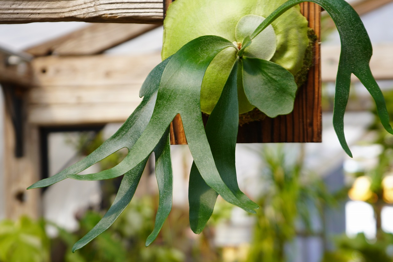 ビカクシダ フーンシキ P. Foongsii (TC) | mana's farm:塊根植
