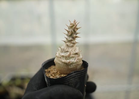 mana's farm:塊根植物・アガベ・ドライガーデン植物販売|マナズファーム