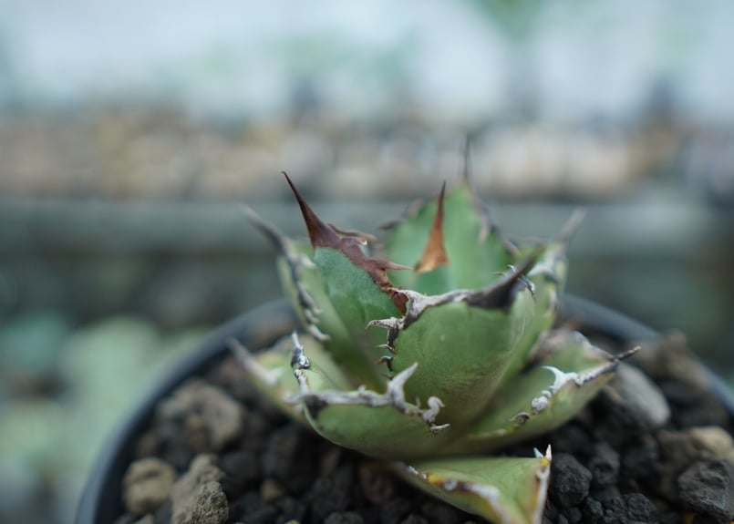 アガベ チタノタ FO-76 agave titanota FO-76 No.11 | ma