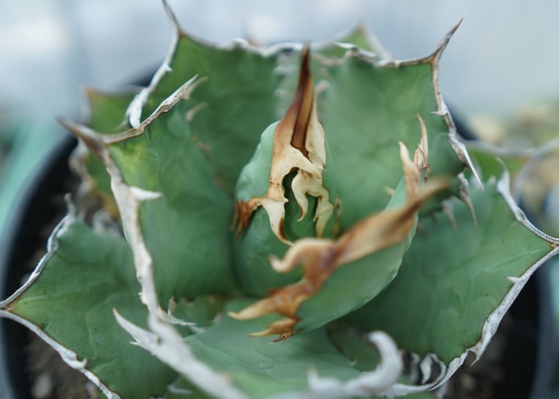 アガベ チタノタ R agave titanota R | mana's farm:塊根植物・