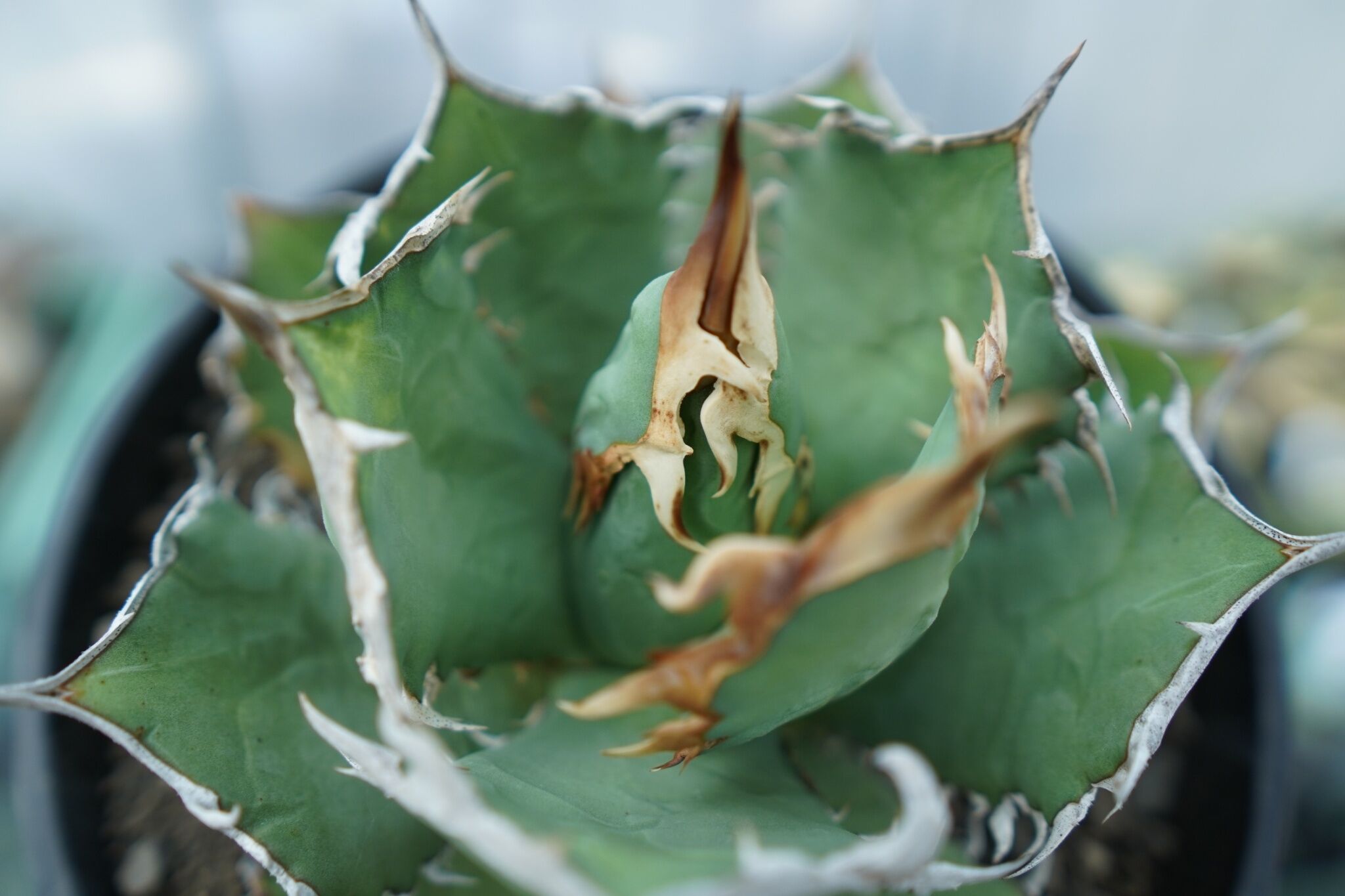アガベ チタノタ R agave titanota R | mana's farm:塊根植物・