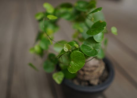 亀甲竜　モンタナ  Dioscorea elephantipes var. montana