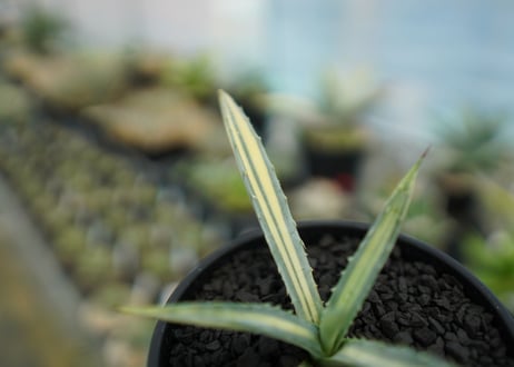 アガベ　マクロアカンサ錦　Agave macroacantha variegata NO.1
