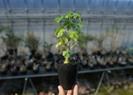 アデニア　グラウカ　Adenia glauca  No.1