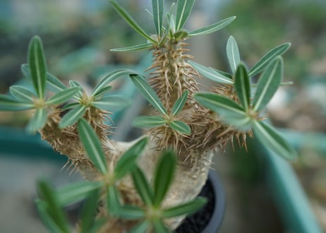 パキポディウム　デンシフローラム Pachypodium densiflorum   No.2