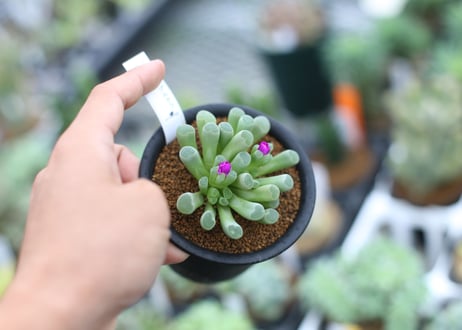 フリチア　プルケア　光玉