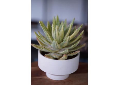 Aloe brevifolia variegated