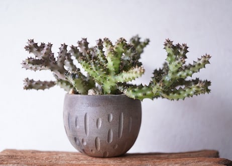 Edithcolea grandis