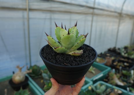 アガベ　マクロアカンサ×ポタトラム　 Agave macroacantha×potatorum