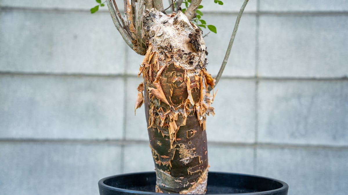 多肉植物 ブルセラ ファガロイデス カンラン科 壷型植物 夏型 珍しい国内実生苗 2 - 観葉植物