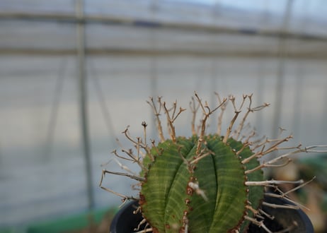 ユーフォルビア　スーパーバリダ　Euphorbia super valida  No.2