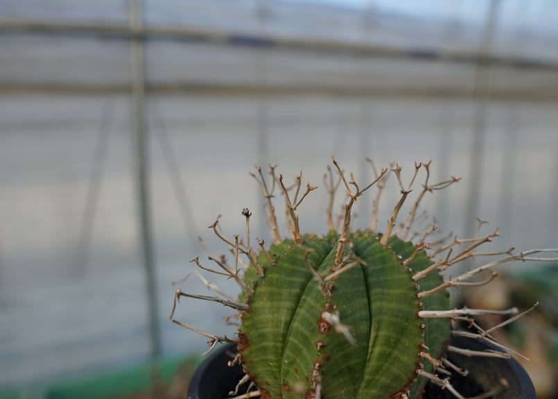 ユーフォルビア スーパーバリダ Euphorbia super valida No.2 |