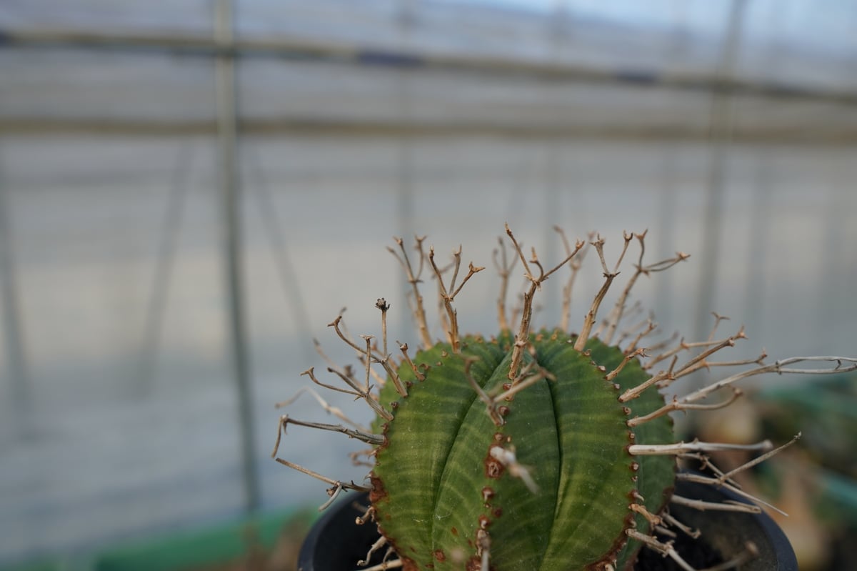 ユーフォルビア スーパーバリダ ユーフォルビア スーパーバリダ | GREEN LUCK