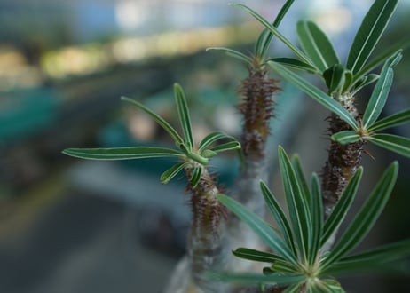 パキポディウム　グラキリス　 Pachypodium Gracilius  No.5