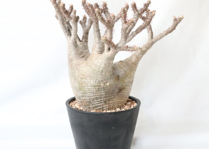 パキポディウムグラキリス現地球丸株発根済み