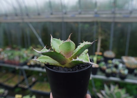 アガベ　チタノタ　獅子光　agave titanota Lion light 子株 No.4
