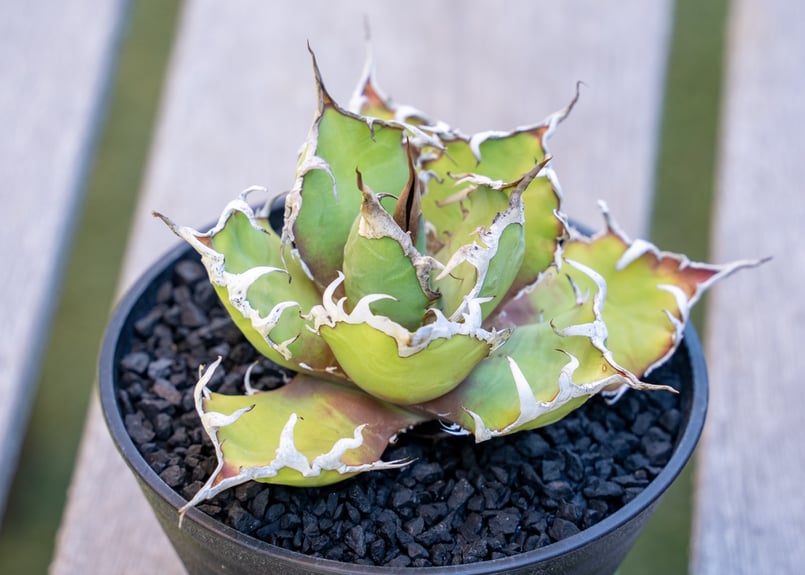 EMP アガベ 笹の雪 錦 大型 年季物 ドライガーデン EMP アガベ 笹の雪