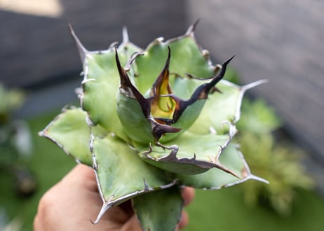 Agave ハデス 黒獄 Ｂ NO.2    (G)