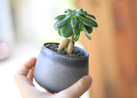 オトンナ　ツベローサ　Othonna tuberosa