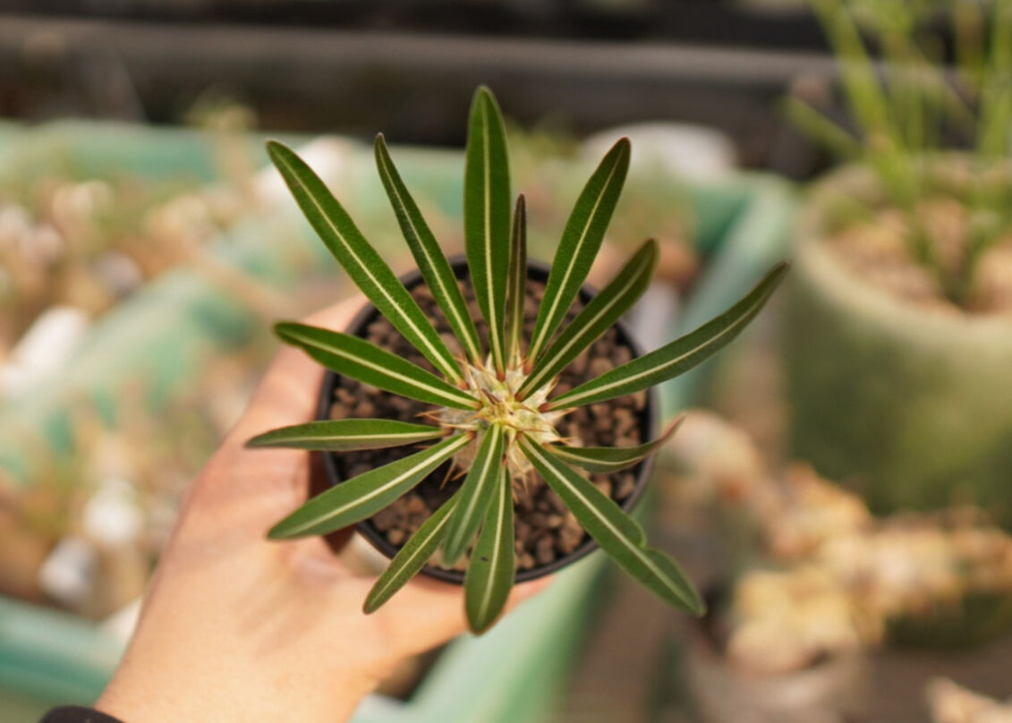 塊根植物　パキポディウム 　カクチペス パキポディウム カクチペス 実生 | mana's farm:塊根植物・アガベ