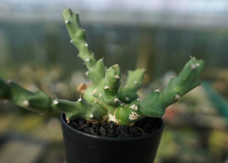 ユーフォルビア クリビコラ　Euphorbia clivicola