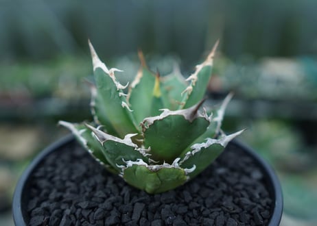 アガベ　チタノタ　FO-76　agave titanota  FO-76　No.4