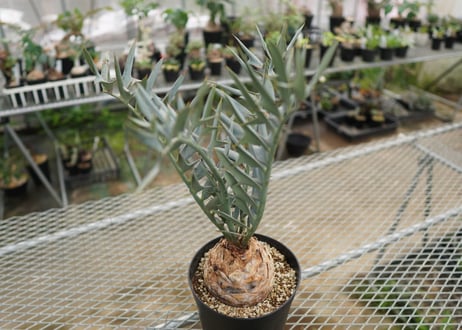 エンセファラルトス　 ホリダス　Encephalartos horridus　 NO.4